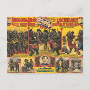 Zirkusplakat mit tanzenden Elefanten Postkarte