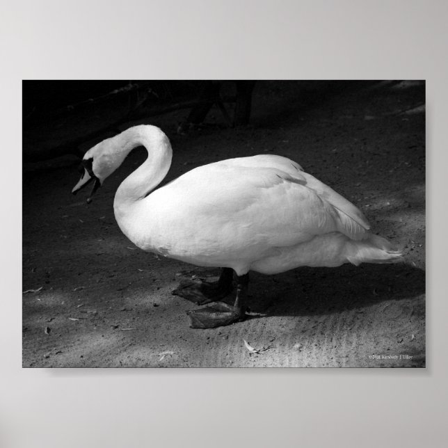 Zischen Poster (Vorne)