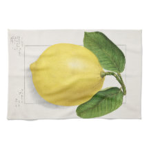 Zitrone (Citrus Limon) von Ellen Isham Schutt – 19