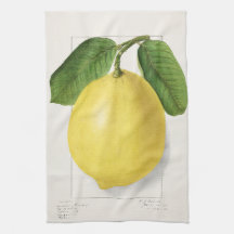 Zitrone (Citrus Limon) von Ellen Isham Schutt – 19