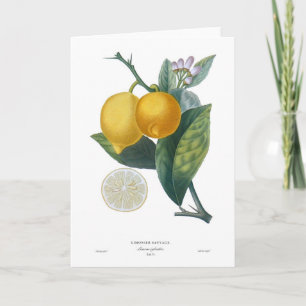 Zitrone Karte