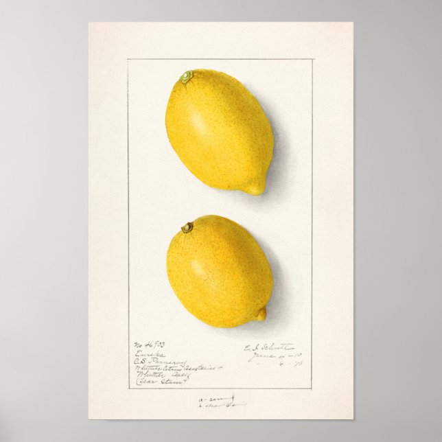 Zitronen (Citrus Limon) Fruchtfarben Poster (Vorne)