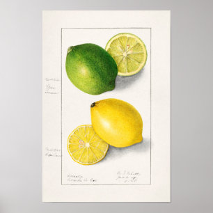 Zitronen (Citrus Limon) Fruchtfarben Poster
