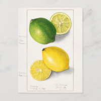Zitronen (Citrus Limon) Fruchtfarben