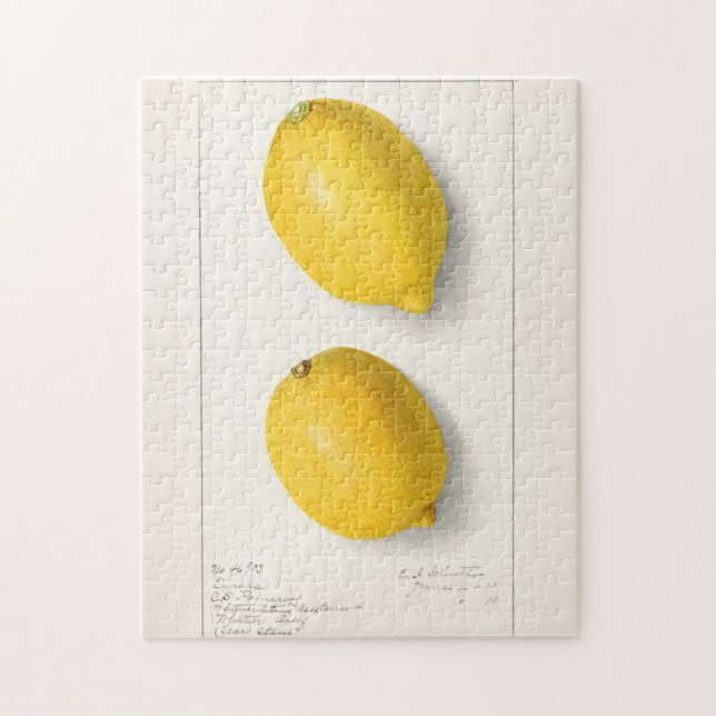 Zitronen (Citrus Limon) Fruchtfarben Puzzle (Vertikal)
