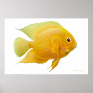 Zitronen-GoldSeverum Cichlid-Druck Poster