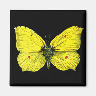 Zitronenfalter Magnet