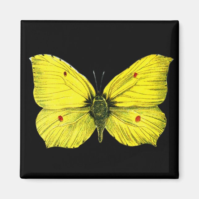 Zitronenfalter Magnet (Vorne)