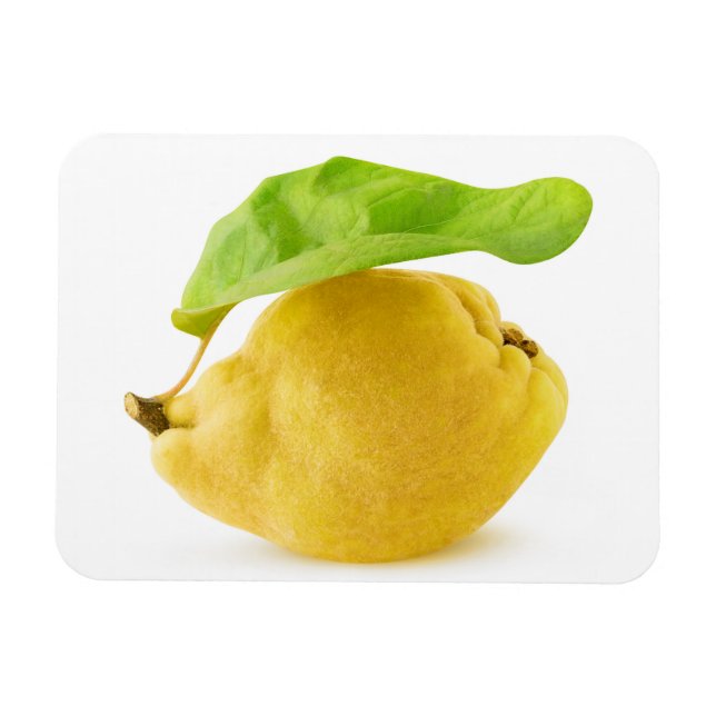 Zitronenfrüchte Magnet (Horizontal)