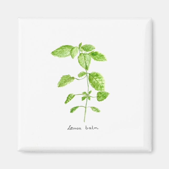 Zitronenmelisse-Kräuter-Aquarellgarten Magnet (Vorne)