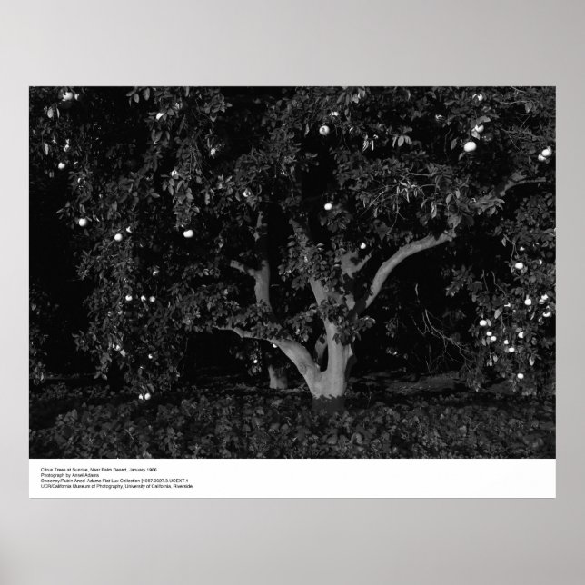 Zitrusbäume bei Sonnenaufgang, Januar 1966, Ansel  Poster (Vorne)