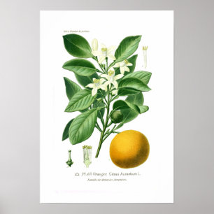 Zitrusfrucht auranticum (Sevilla-Orange) Poster
