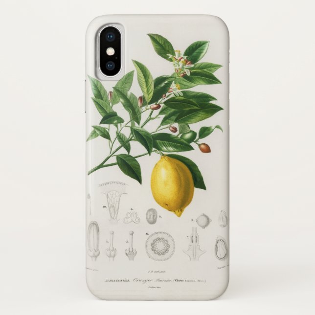 Zitrusfrüchte Zitrusfrüchte botanischer Limonium I Case-Mate iPhone Hülle (Rückseite)