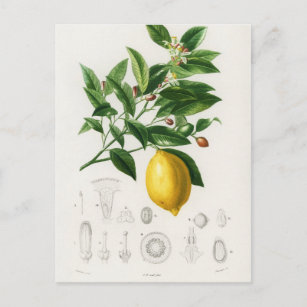 Zitrusfrüchte Zitrusfrüchte botanischer Limonium I Postkarte
