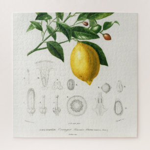 Zitrusfrüchte Zitrusfrüchte botanischer Limonium Puzzle