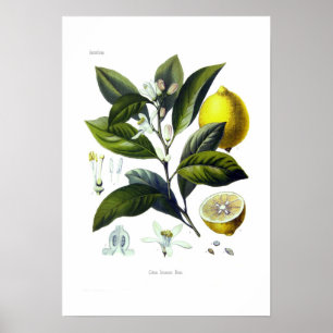 Zitruslimonum (Lemon) Poster