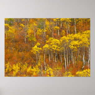 Zitterpappel-Hain in herbstlicher Hochfarbe in 2 Poster