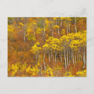 Zitterpappel-Hain in herbstlicher Hochfarbe in 2 Postkarte