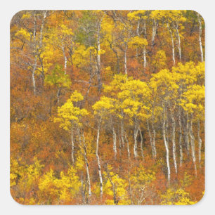 Zitterpappel-Hain in herbstlicher Hochfarbe in 2 Quadratischer Aufkleber