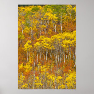 Zitterpappel-Hain in herbstlicher Hochfarbe in Poster