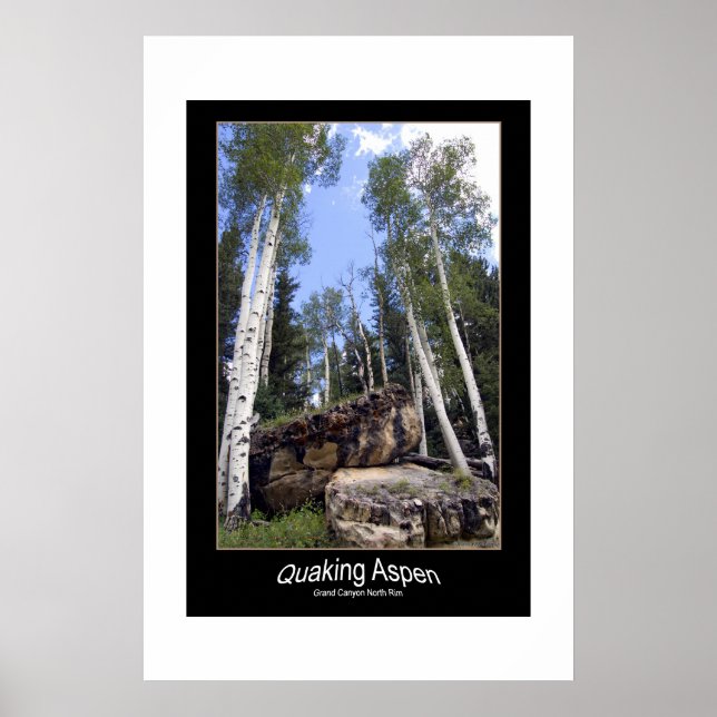 Zitterpappeln ragen über freigelegte Felsen Poster (Vorne)