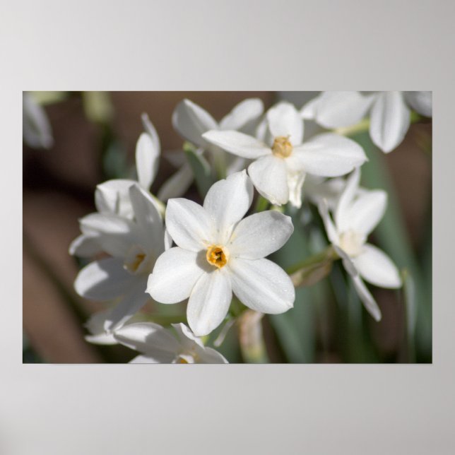 Ziva Paper White Blume Poster (Vorne)