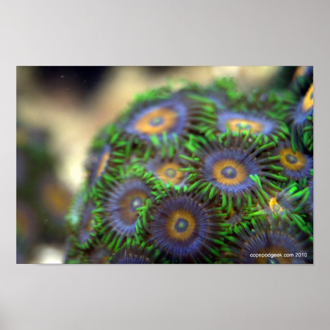 Zoanthid Coral 1 Poster (Vorne)