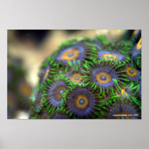 Zoanthid Koralle 1 Poster