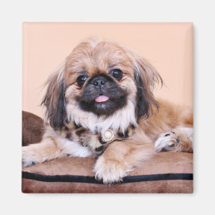 Zoe - Pekingese Magnet