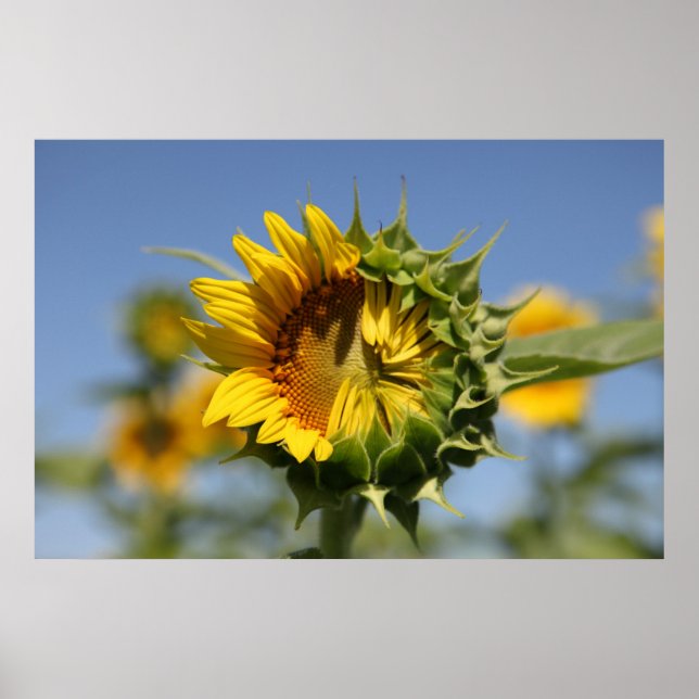 zögerlich poster (Vorne)