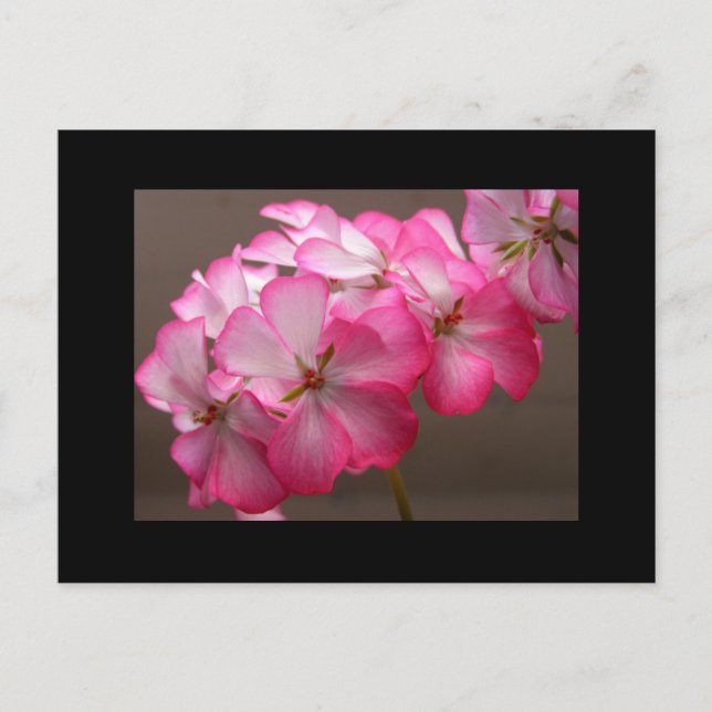 Zonale geranium 'Cattolica' Postkarte (Vorderseite)