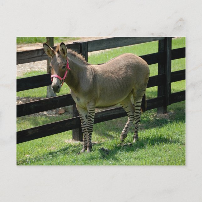 Zonkey benannt nach Donkey und Zebra-Mischung Postkarte (Vorderseite)