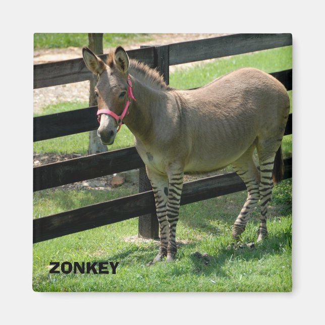 Zonkey-Name für Teiledonkey und Zebra Magnet (Vorne)