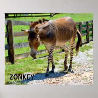 Zonkey Teil Zebra und Donkey