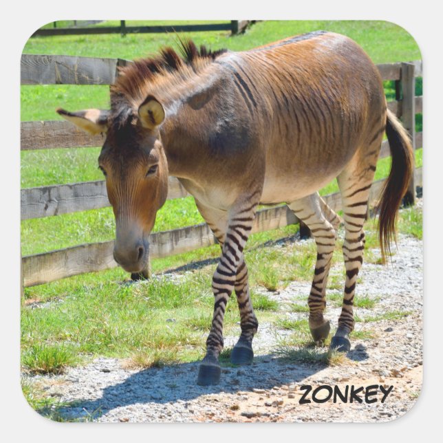 Zonkey Teil Zebra und Donkey Quadratischer Aufkleber (Vorderseite)