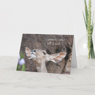 zoo cards, birthday, i promise i won't tell a soul karte