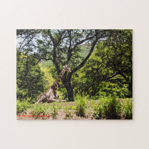 Zoo Giraffe Honolulu Puzzle