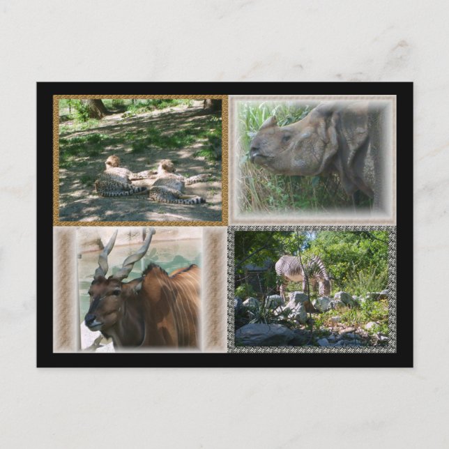 Zoo Life Postkarte (Vorderseite)