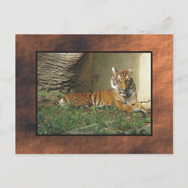 Zoo Postkarte (Vorderseite)