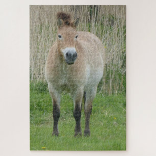 Zoo Puzzle: Niedliches Przewalski Pferd Puzzle
