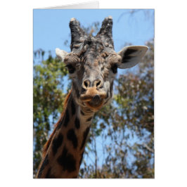 Zoo-Serie, hier sehen Sie die Giraffe
