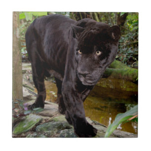 Zoo von Belize City. Schwarzer Panther Fliese