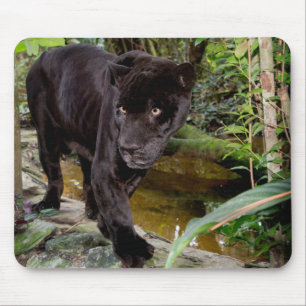 Zoo von Belize City. Schwarzer Panther Mousepad
