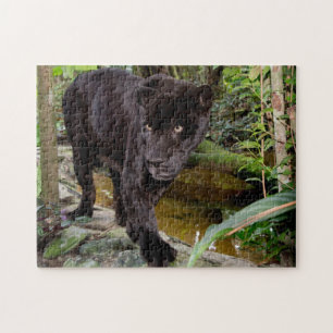Zoo von Belize City. Schwarzer Panther Puzzle
