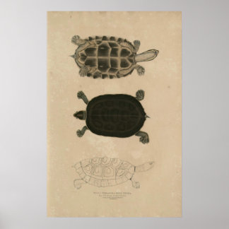 Zoologie von Indien 1932 Thuji Terrapin Poster