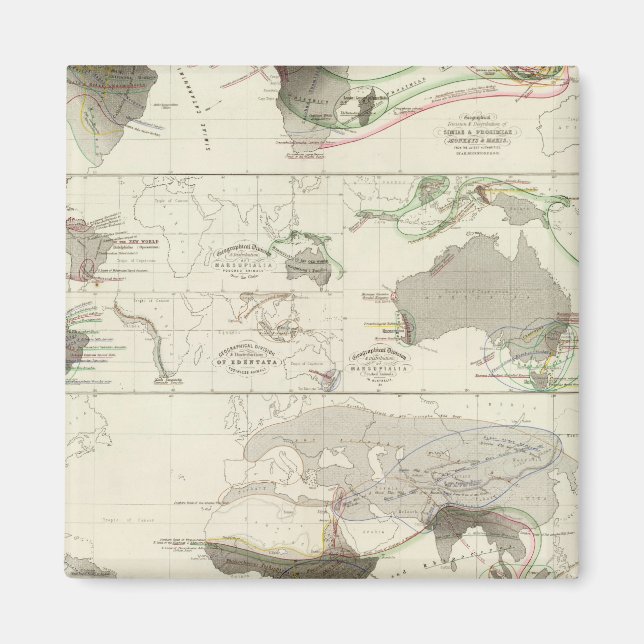 Zoologische Geografie Magnet (Vorne)