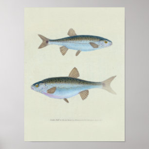 Zoologische Zeichnung zweier Fische Poster