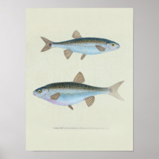 Zoologische Zeichnung zweier Fische Poster