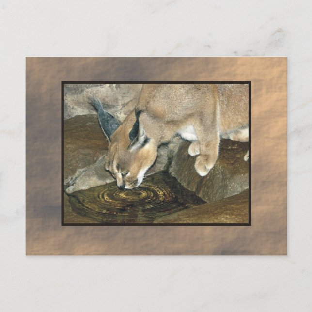 Zoolynx Postkarte (Vorderseite)