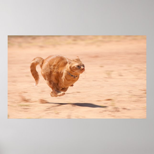 Zoom Kitty Poster (Vorne)